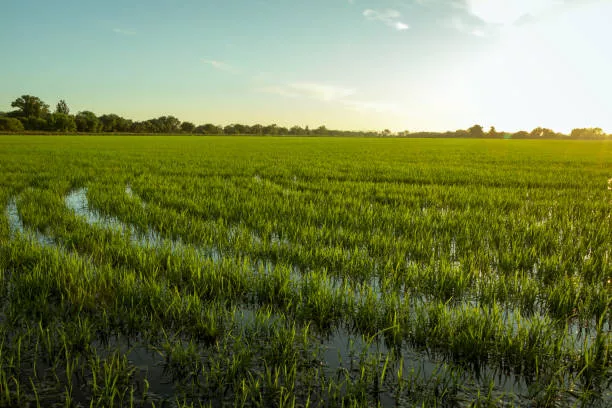 For Sale: Agricultural Lot in Imbatug (Pob.), Balungon — 20,000 sqm — Agricultural Lot in Balungon, Bukidnon, 8707 — Photo 4