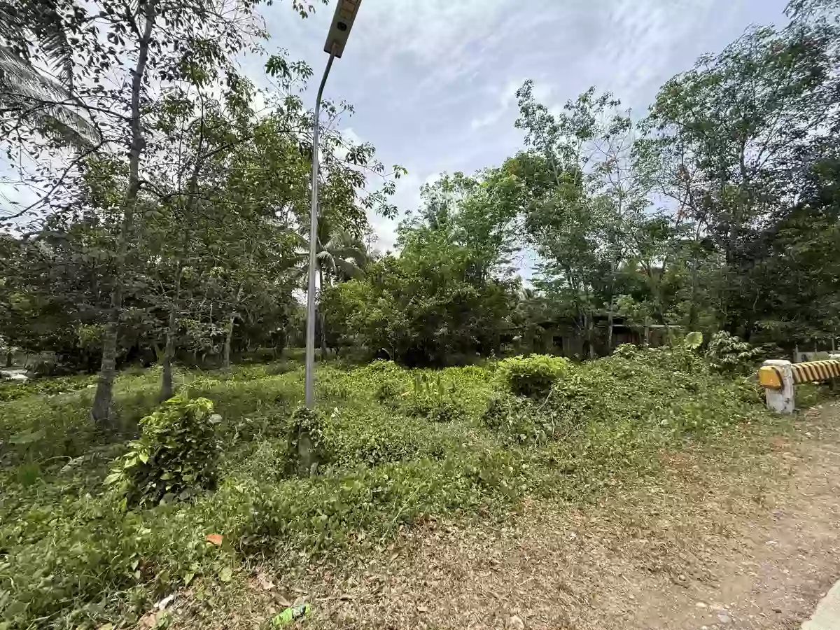 For Sale: Agricultural Lot in Marcelina, Bayugan City — 19550 sqm — Agricultural Lot in Bayugan City, Agusan del Sur, 8502 — Photo 3