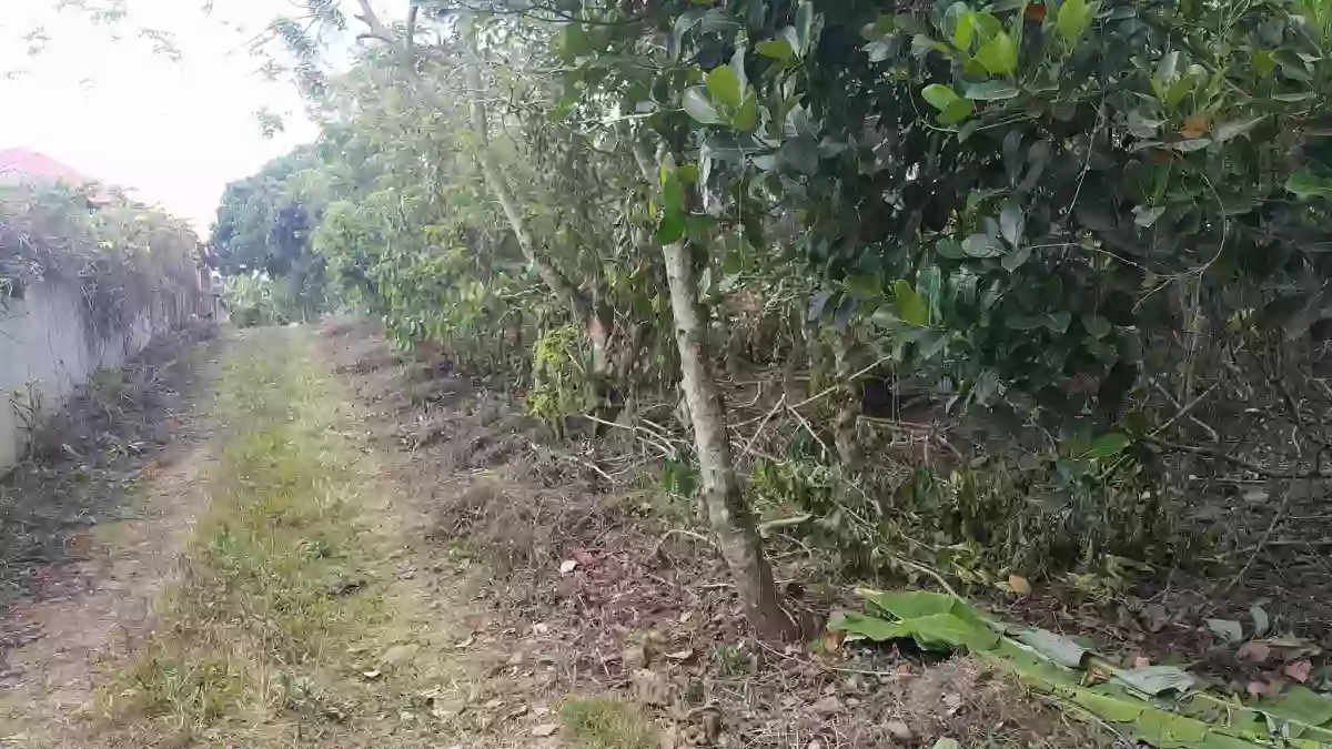 For Sale: Agricultural Lot with 32 meters Frontage in Ulat, Silang — Agricultural Lot in Silang, Cavite, 4118 — Photo 4