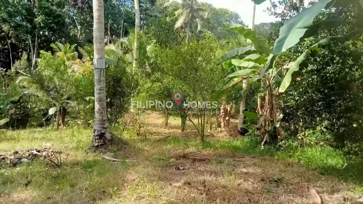 For Sale: Agricultural Lot Near Upper Balogo Elementary School, Pigkawayan — 44869 sqm — Agricultural Lot in Pigkawayan, Cotabato, 9412 — Photo 5