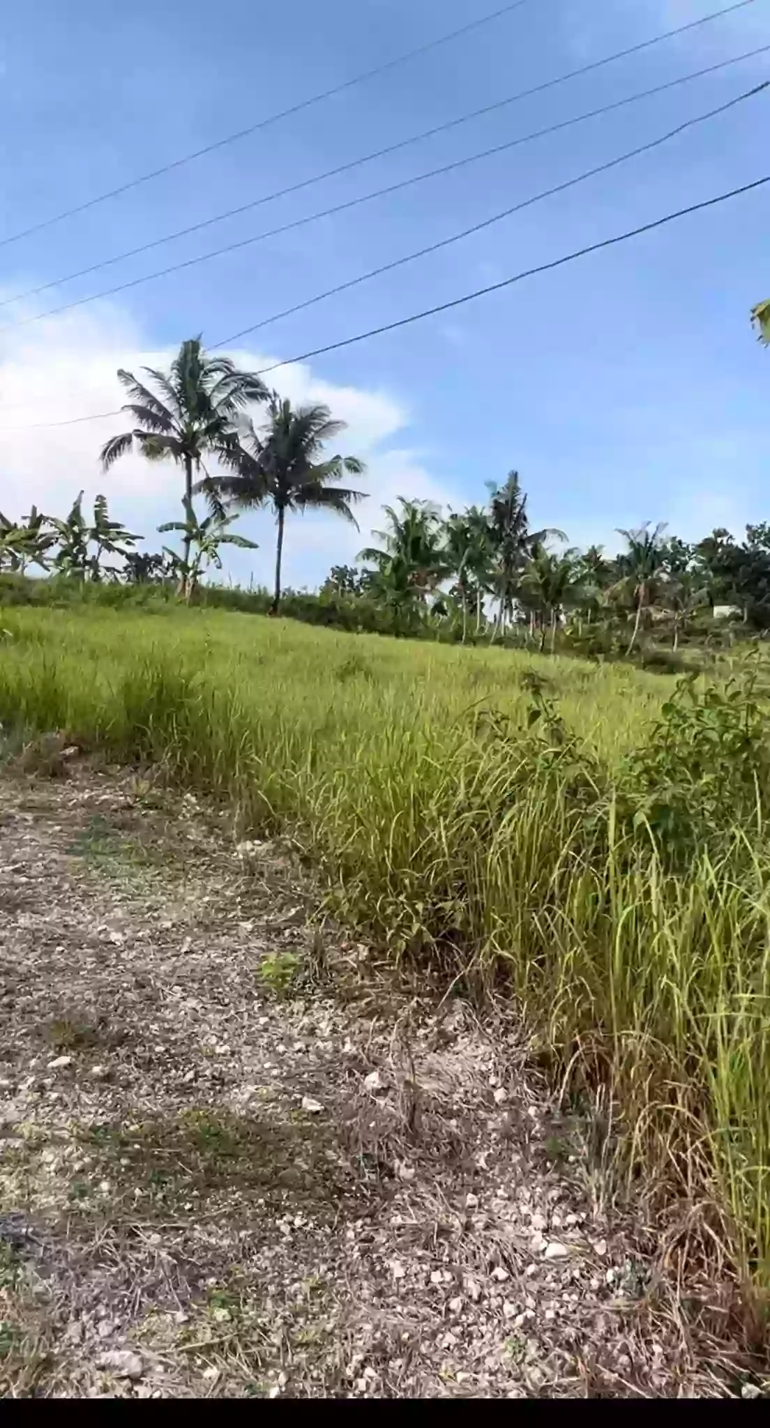 For Sale: Agricultural Lot in Buenavista, Carcar — 21,737 sqm — Agricultural Lot in Carcar, Cebu, 6019 — Photo 5