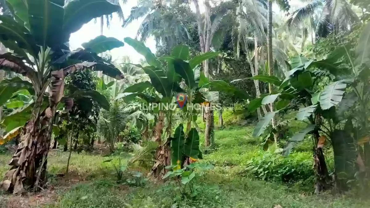 For Sale: Agricultural Lot Near Upper Balogo Elementary School, Pigkawayan — 28570 sqm — Agricultural Lot in Pigkawayan, Cotabato, 9412 — Photo 3