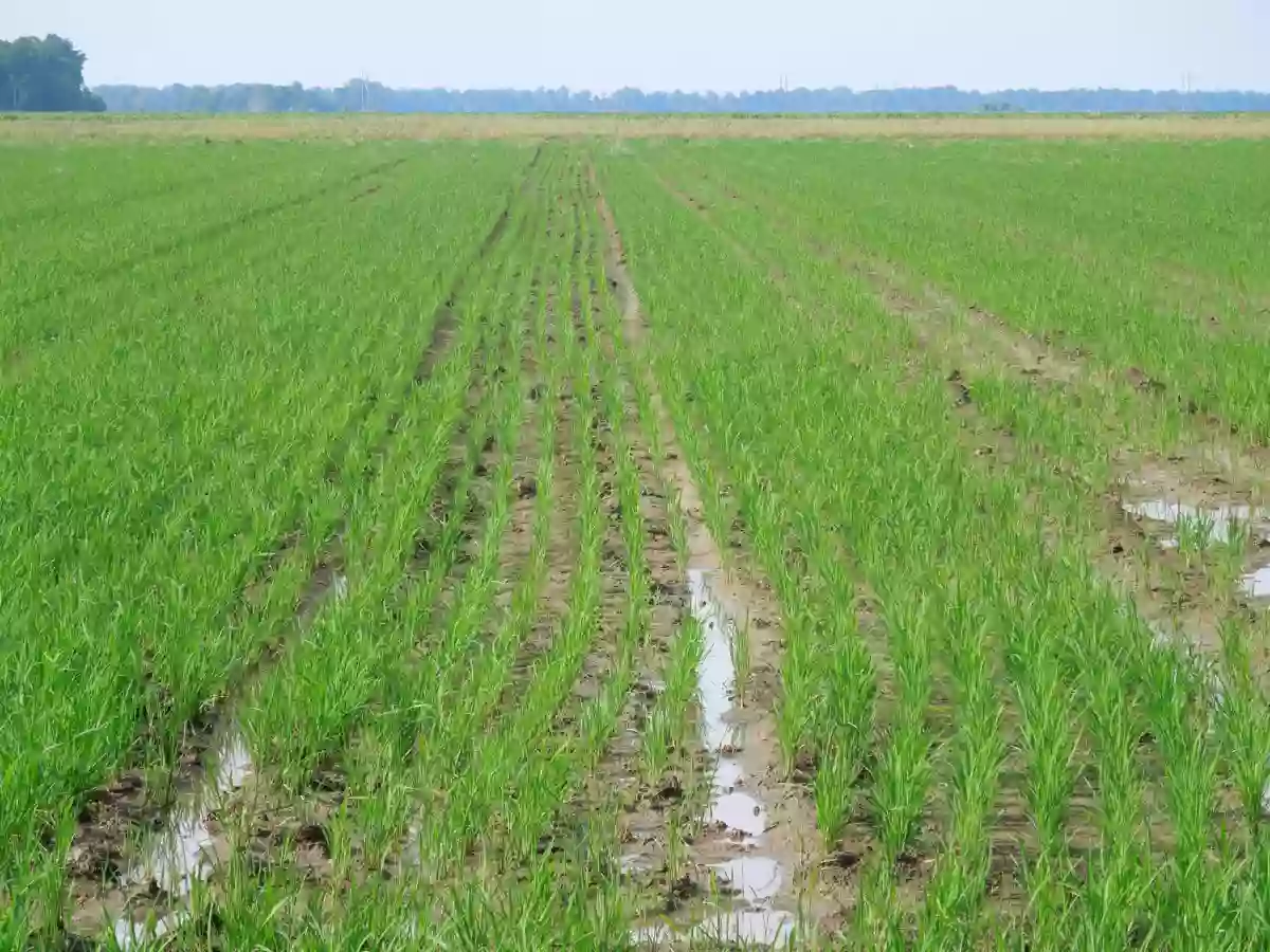 For Sale: 10-hectare Rice Land in Trento, Agusan del Sur — Agricultural Lot in Poblacion, Trento, Agusan del Sur — Photo 3