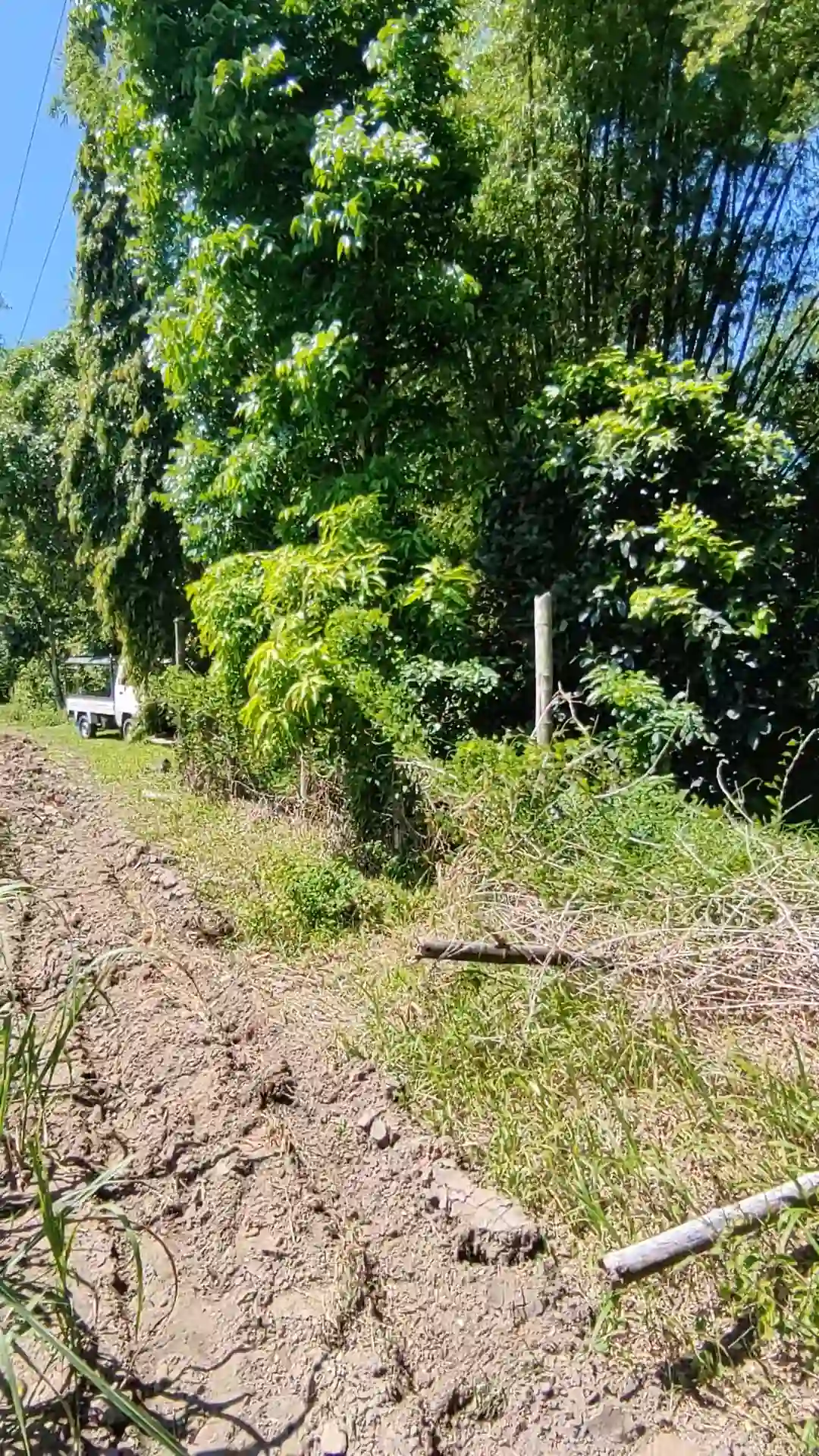 Open photo 13 of 13 — For Sale: Agricultural Lot in Eustaquio Lopez, Silay City — 34240 sqm