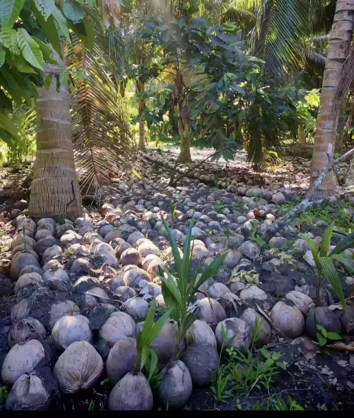 For Sale: Agricultural Lot in Mabuhay, Gen. Santos City — 50000 sqm — Agricultural Lot in Mabuhay, Gen. Santos City, South Cotabato — Photo 4