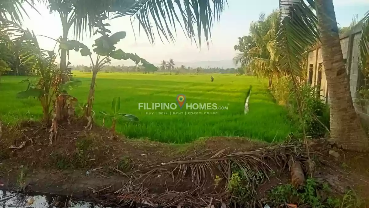 For Sale: Agricultural Lot in Sinawingan, Libungan — 7500 sqm — Agricultural Lot in Libungan, Cotabato, 9411 — Photo 5