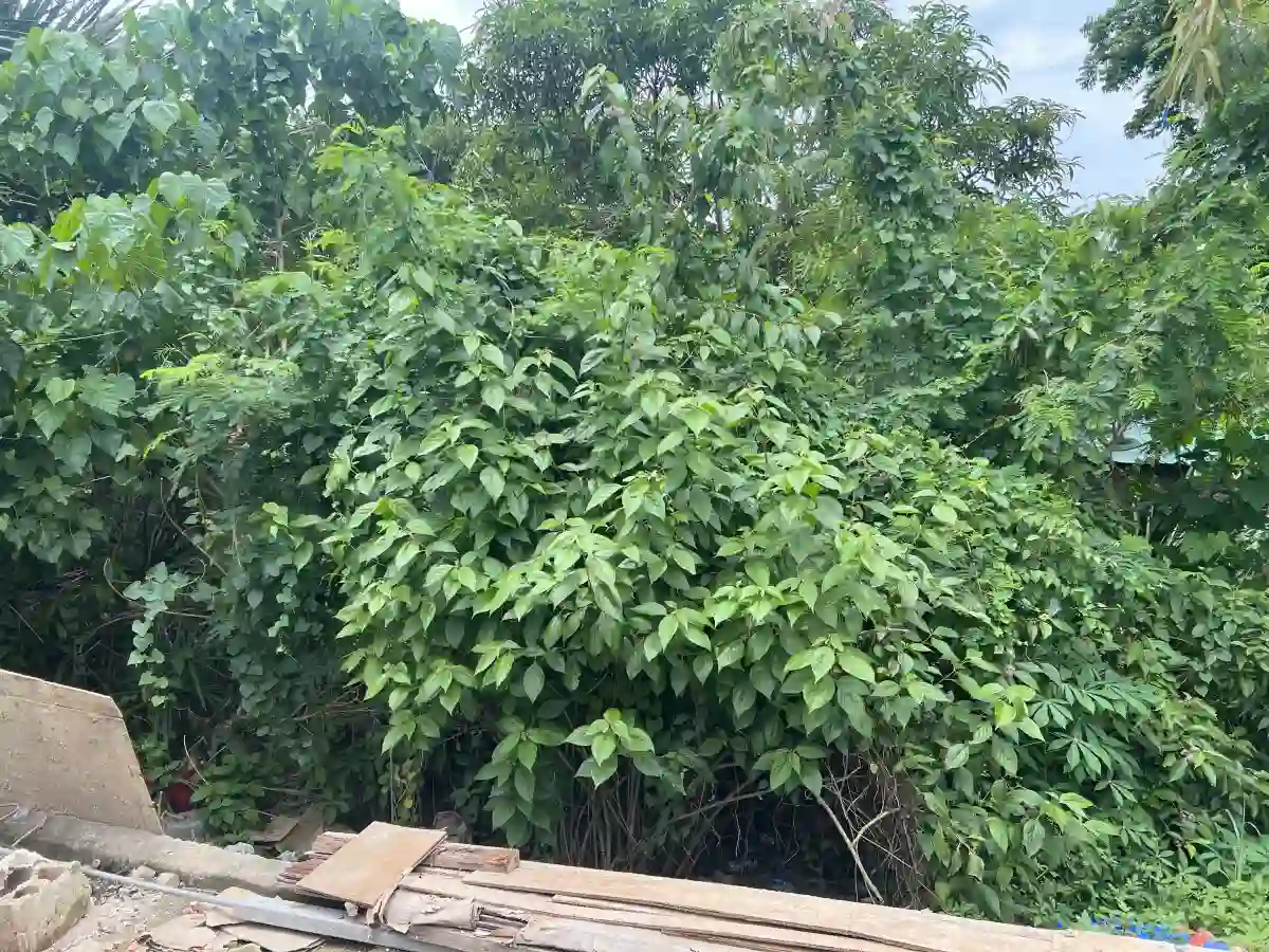 LOT FOR SALE — Residential Lot in Liloan, Cebu, 6002 — Photo 2