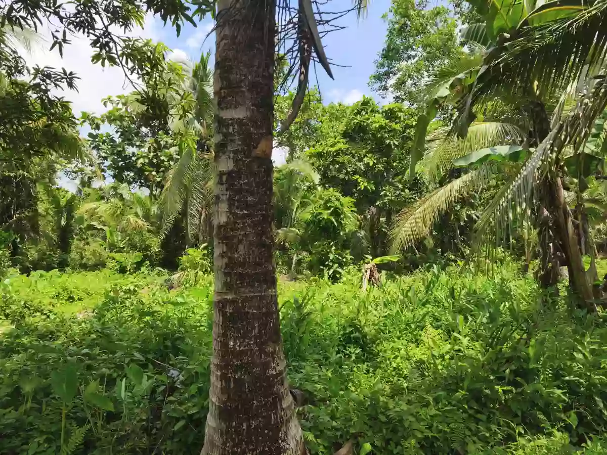 2000 sqm Agricultural Lot for Sale in Cancaraja, Pastrana — Farming Use — Agricultural Lot in Pastrana, Leyte, 6514 — Photo 4