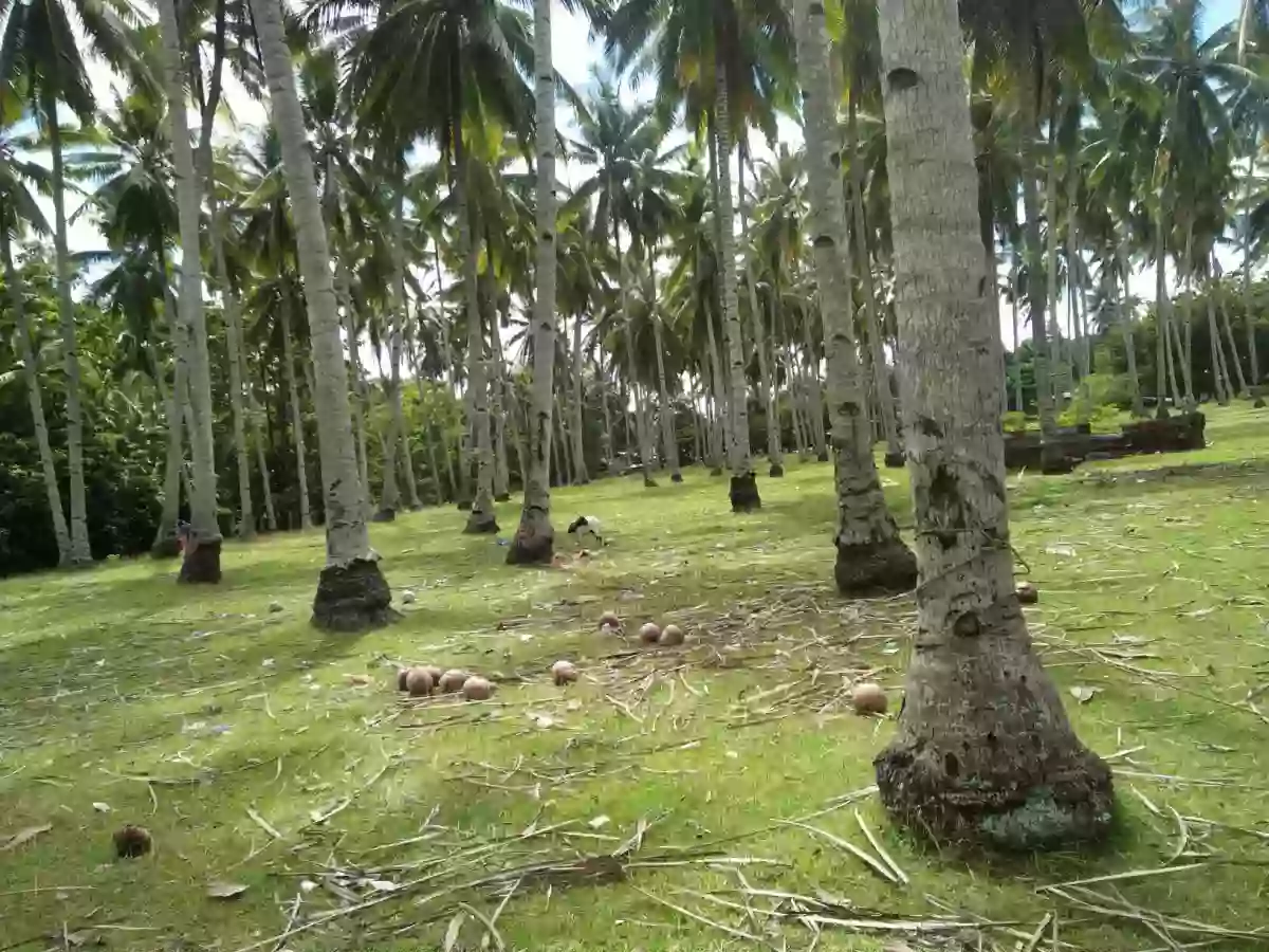 For Sale: Agricultural Lot in Linangkayan, Naawan — 65393 sqm — Agricultural Lot in Naawan, Misamis Oriental, Linangkayan — Photo 3