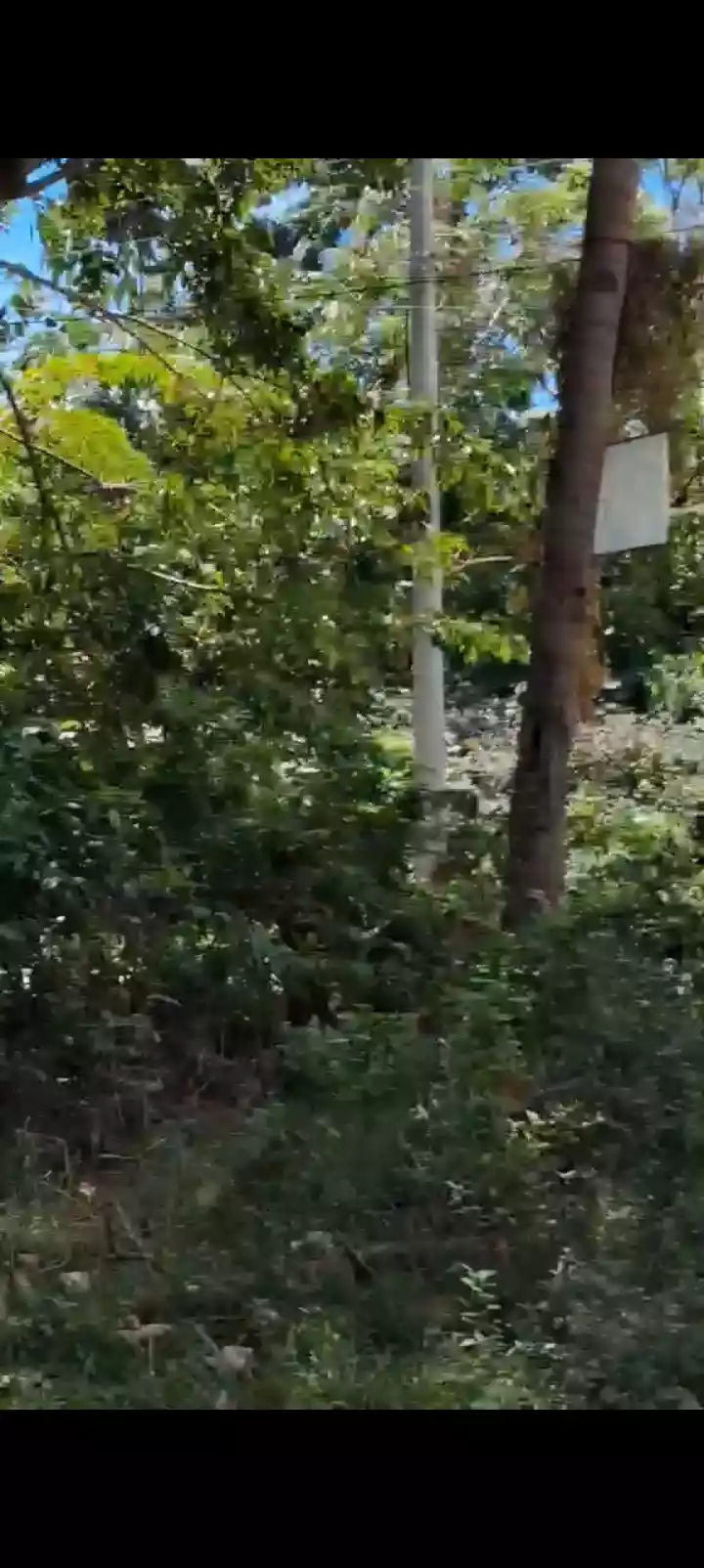For Sale: Residential Lot in Poblacion II, Dauin, Negros Oriental — 4000 sqm — Residential Lot in Poblacion II, Dauin, Negros Oriental — Photo 4