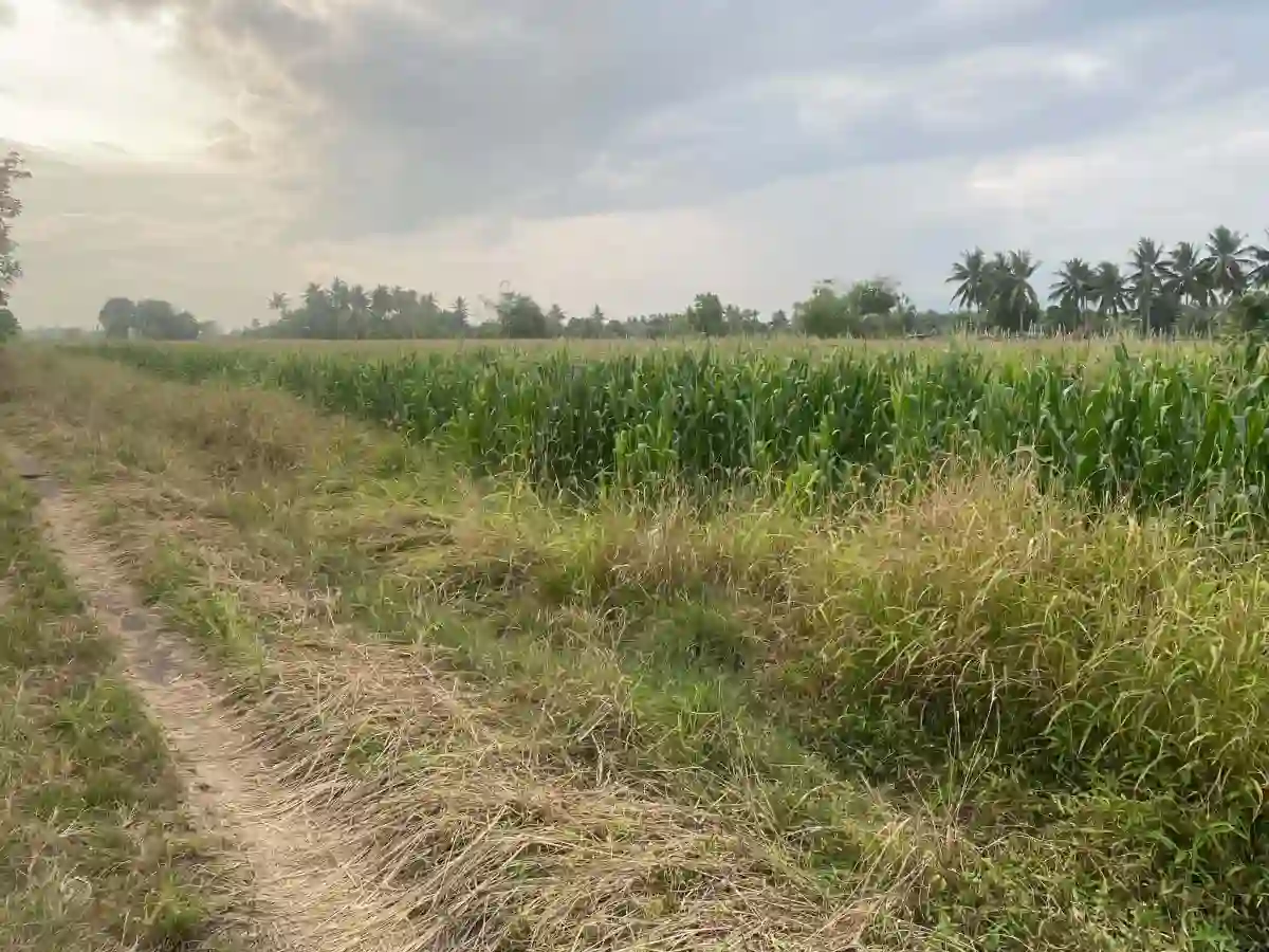 For Sale: Residential Lot Near ACE hospital, General Santos City — 59000 sqm