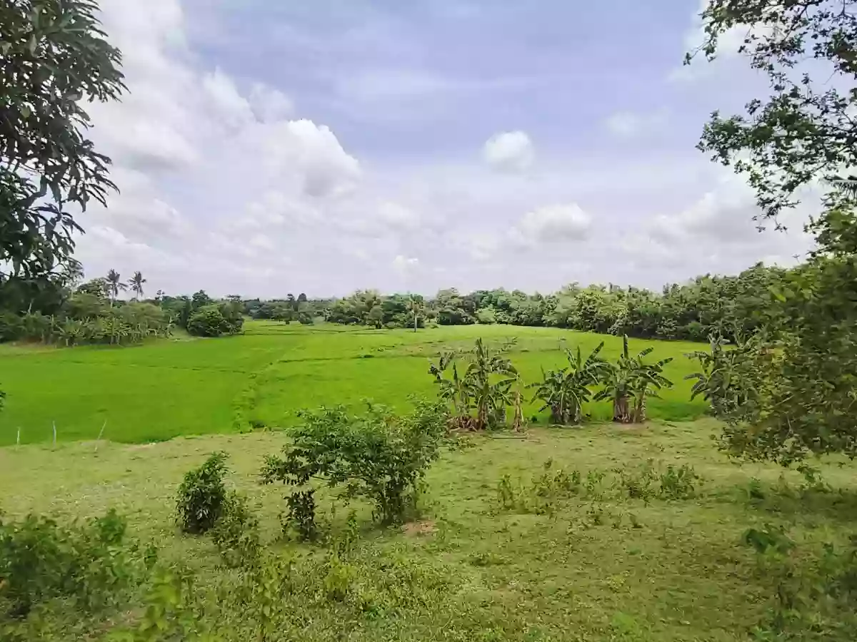 Farm Lot For Sale for only 140 pesos per sqm — Agricultural Lot in San Miguel, Bohol, 6323 — Photo 3