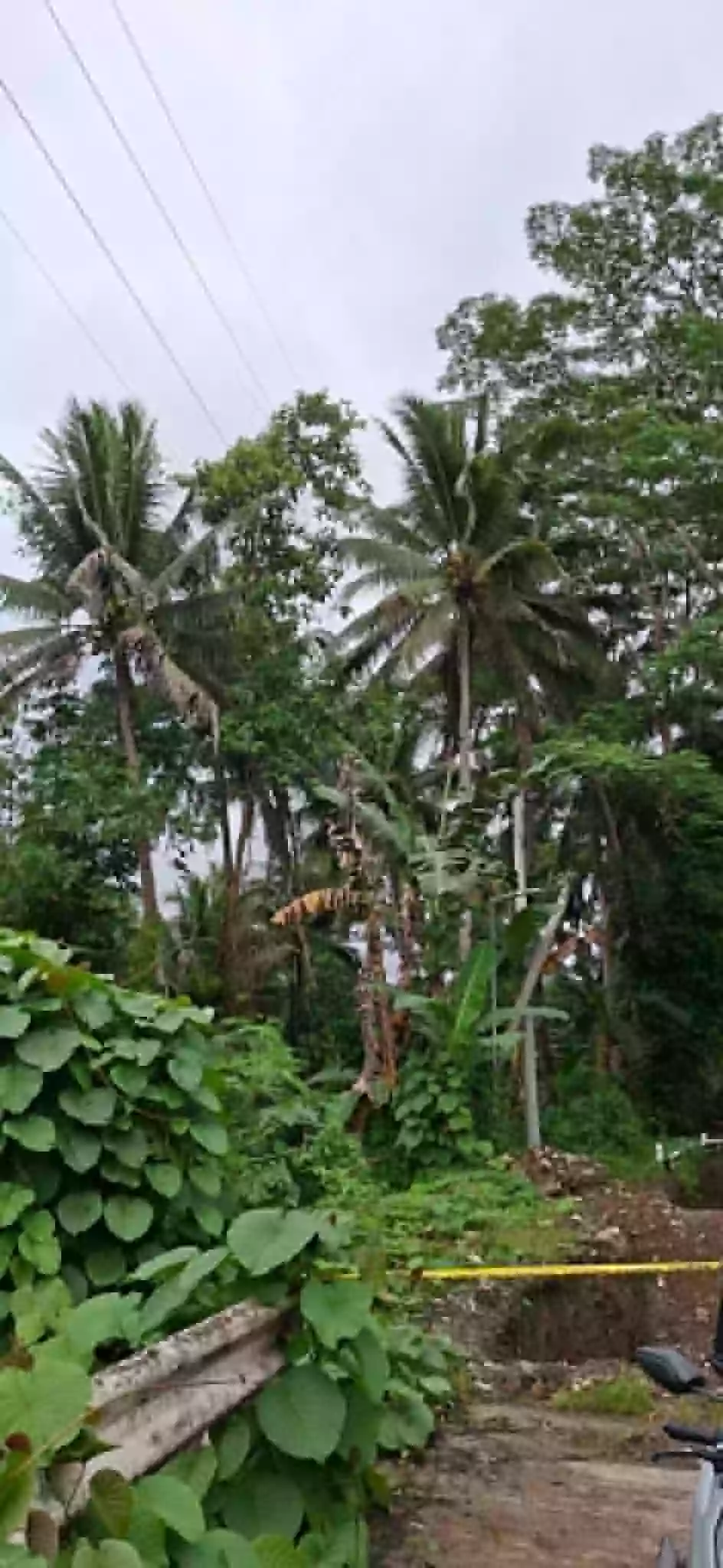 For SALE Agricultural Lot Near Pianing Elementary School, Butuan City — 16914 sqm — Agricultural Lot in Pianing, Butuan City, Agusan del Norte — Photo 3