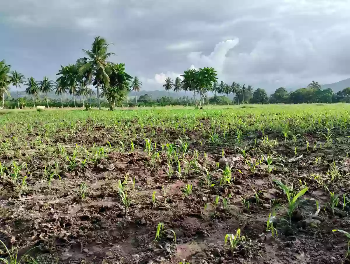 For Sale: 10400 sqm Agricultural Lot in Rubber, Polomolok