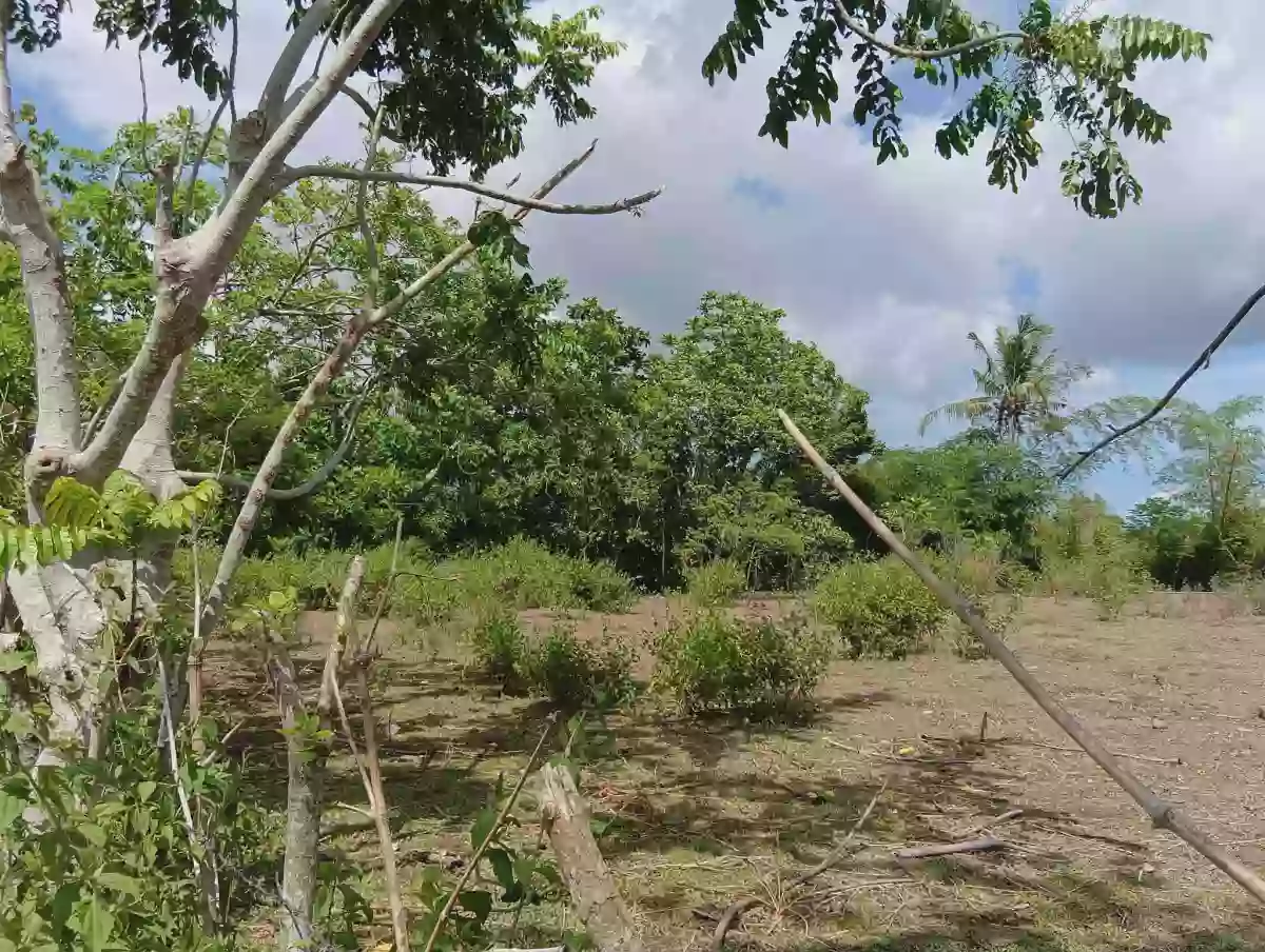 🏡 LOT FOR SALE – Cararayan, Naga City 🏡  📐 Lot Area: 500 SQM 📄 Clean Title