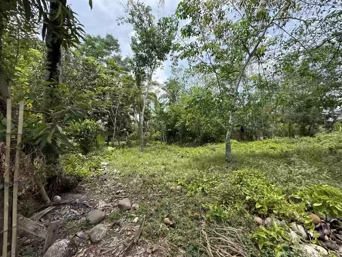 For Sale: Agricultural Lot in Marcelina, Bayugan City — 19550 sqm — Agricultural Lot in Bayugan City, Agusan del Sur, 8502 — Photo 4