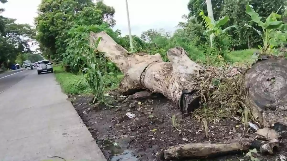 Agricultural Lot For Sale — Agricultural Lot in San Vicente, Pamplona, Camarines Sur — Photo 5