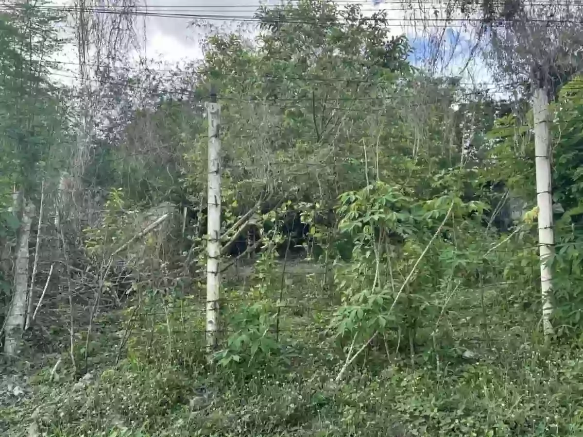 Lot For Sale here in Palestina Pili — Residential Lot in Palestina, Pili, Camarines Sur — Photo 5
