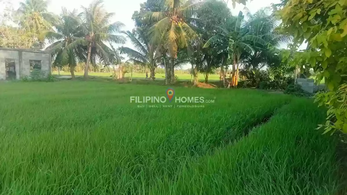 For Sale: Agricultural Lot in Sinawingan, Libungan — 7500 sqm — Agricultural Lot in Libungan, Cotabato, 9411 — Photo 3