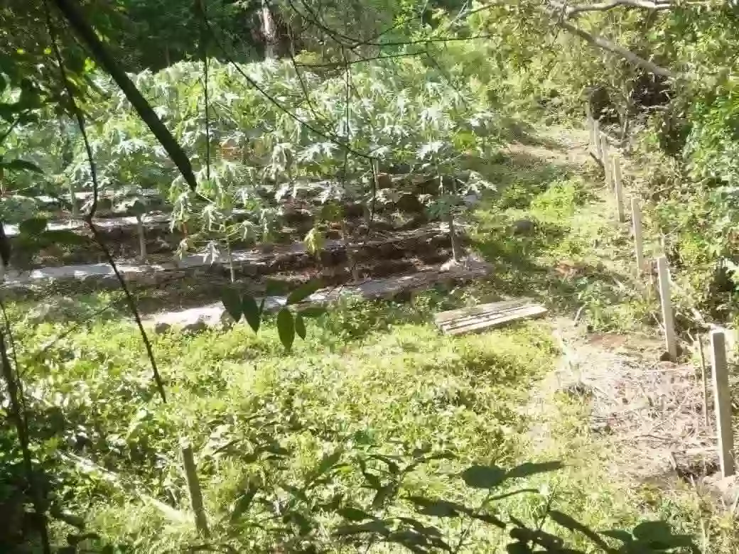 Agricultural Lot for Sale in Calabnugan, Sibulan — 2595 sqm — Agricultural Lot in Sibulan, Negros Oriental, 6201 — Photo 2