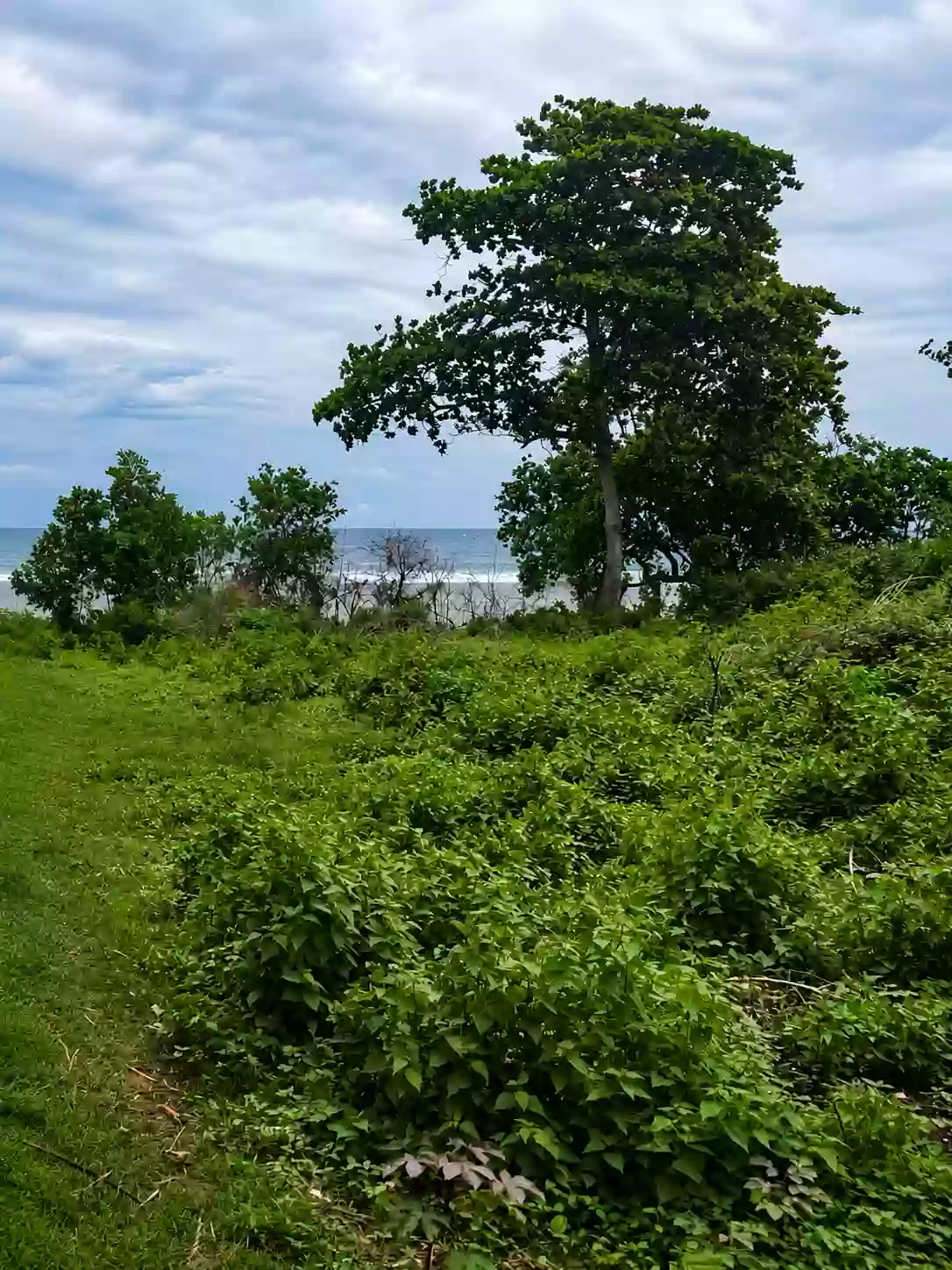 For Sale: Beach Lot in San Isidro, Magsaysay — 1,762 sqm — Beach Lot in Magsaysay, Misamis Oriental, 9015 — Photo 5