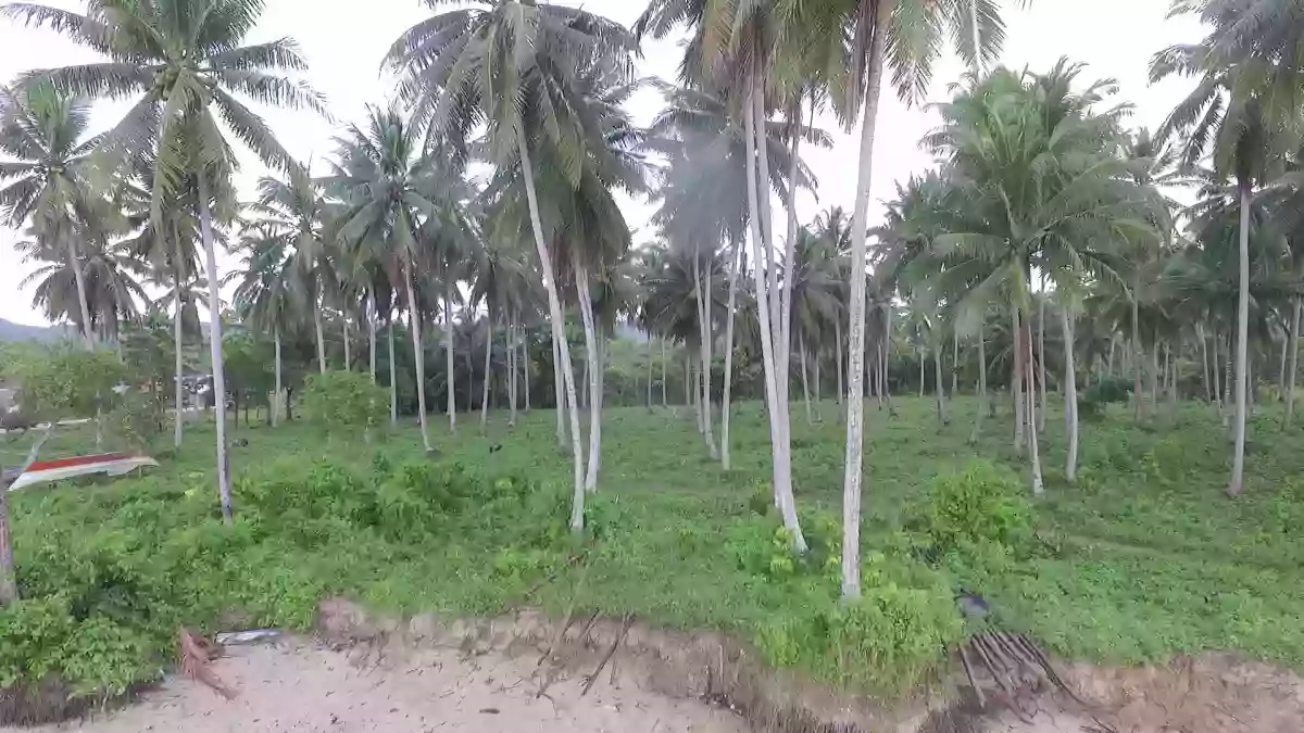 For Sale: Beach Lot in Lucbuan, Puerto Princesa City — 195329 sqm — Beach Lot in Puerto Princesa City, Palawan, 5300 — Photo 4