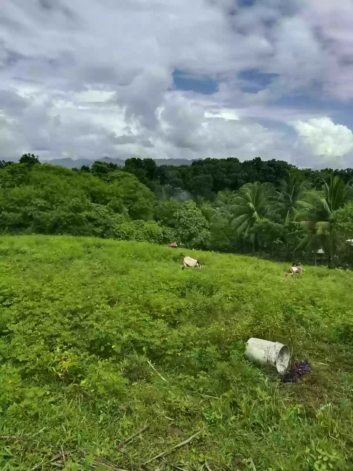 For Sale: Residential Lot in Magsaysay, Polomolok — 300 sqm — Residential Lot in Magsaysay, Polomolok, South Cotabato — Photo 2