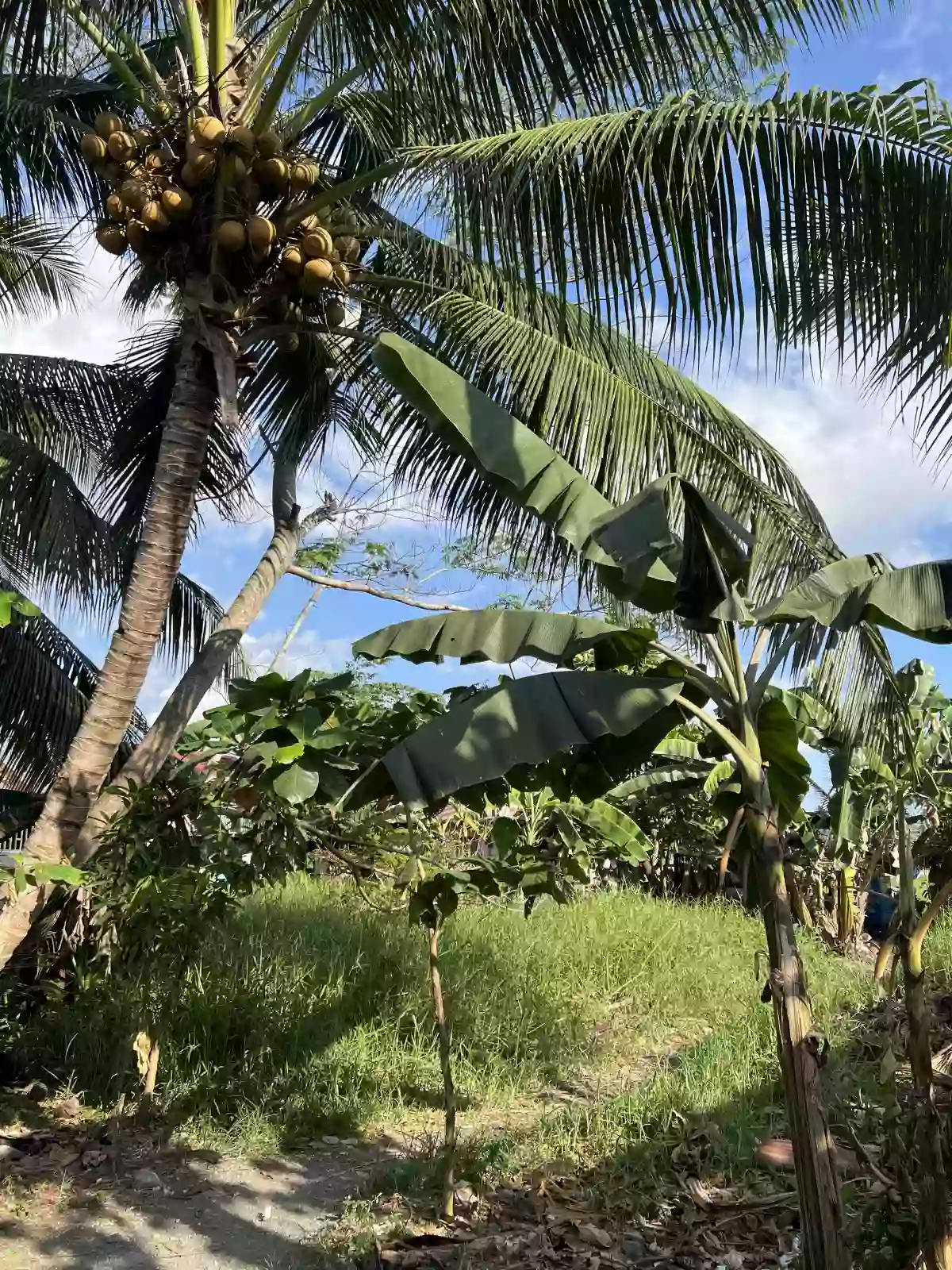 Rush Sale: Residential Lot Near Gaisano City Cabadbaran, Cabadbaran City — 492 sqm — Residential Lot in Cabadbaran City, Agusan del Norte, 8605 — Photo 4