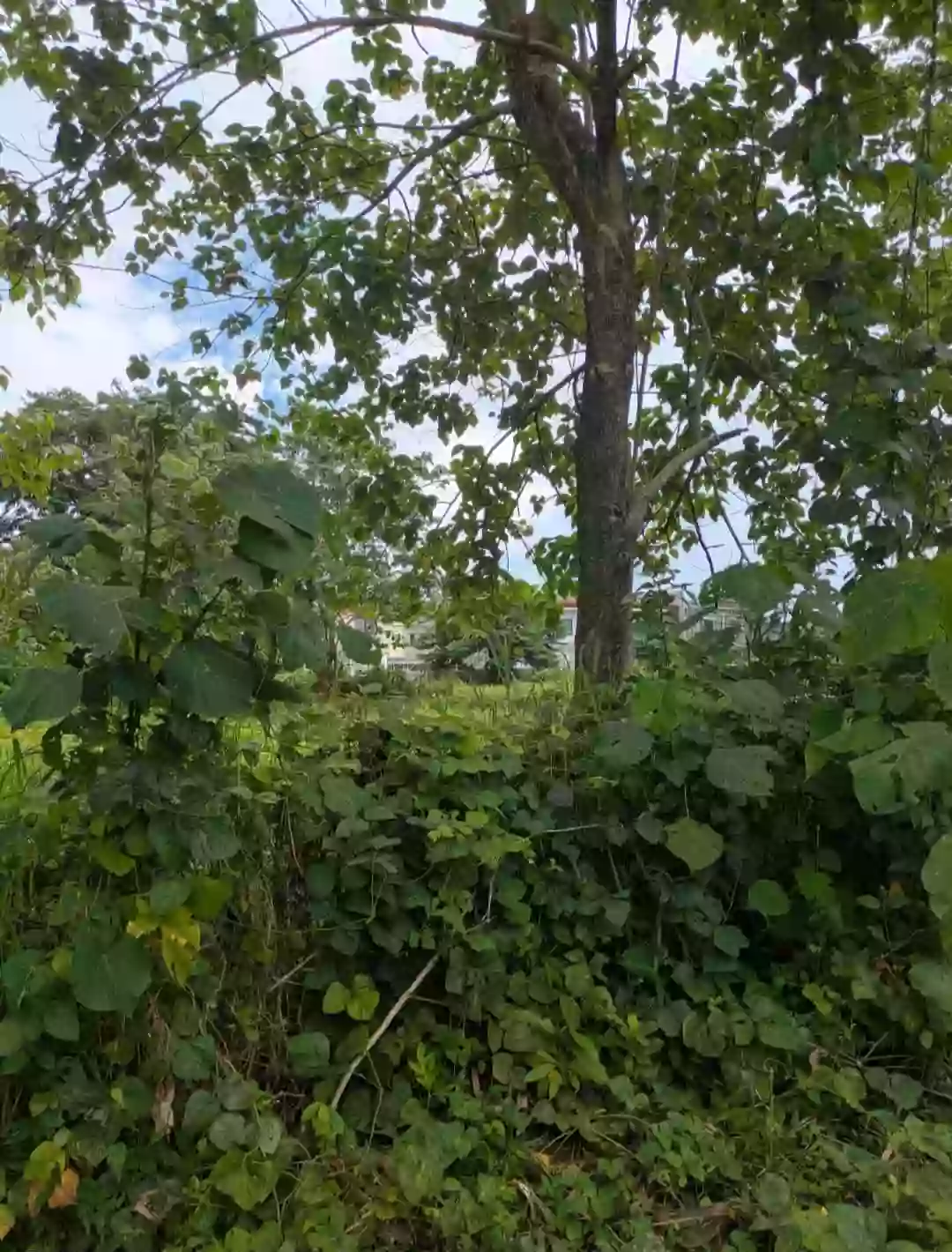For Sale: Agricultural Lot Near Deca Tacunan, Davao City — 1151 sqm — Agricultural Lot in Ula, Davao City, Davao del Sur — Photo 3