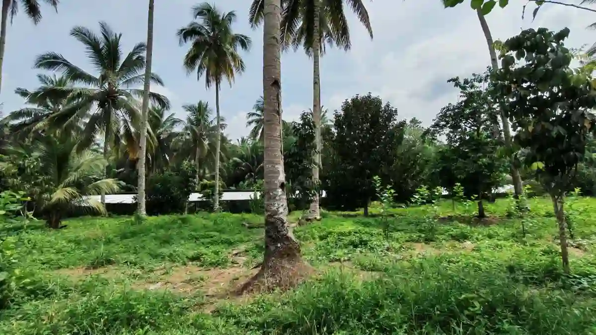 Open photo 23 of 25 — For Sale: Agricultural Lot in Polonuling, Tupi — 20000 sqm