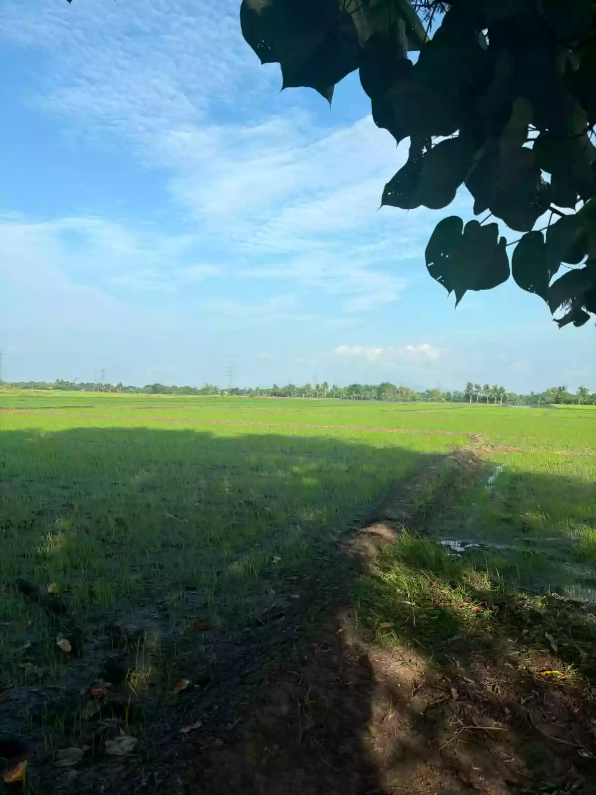 For Sale: Agricultural Lot in Binobong, Pili — 11622 sqm — Agricultural Lot in Pili, Camarines Sur, 4418 — Photo 4
