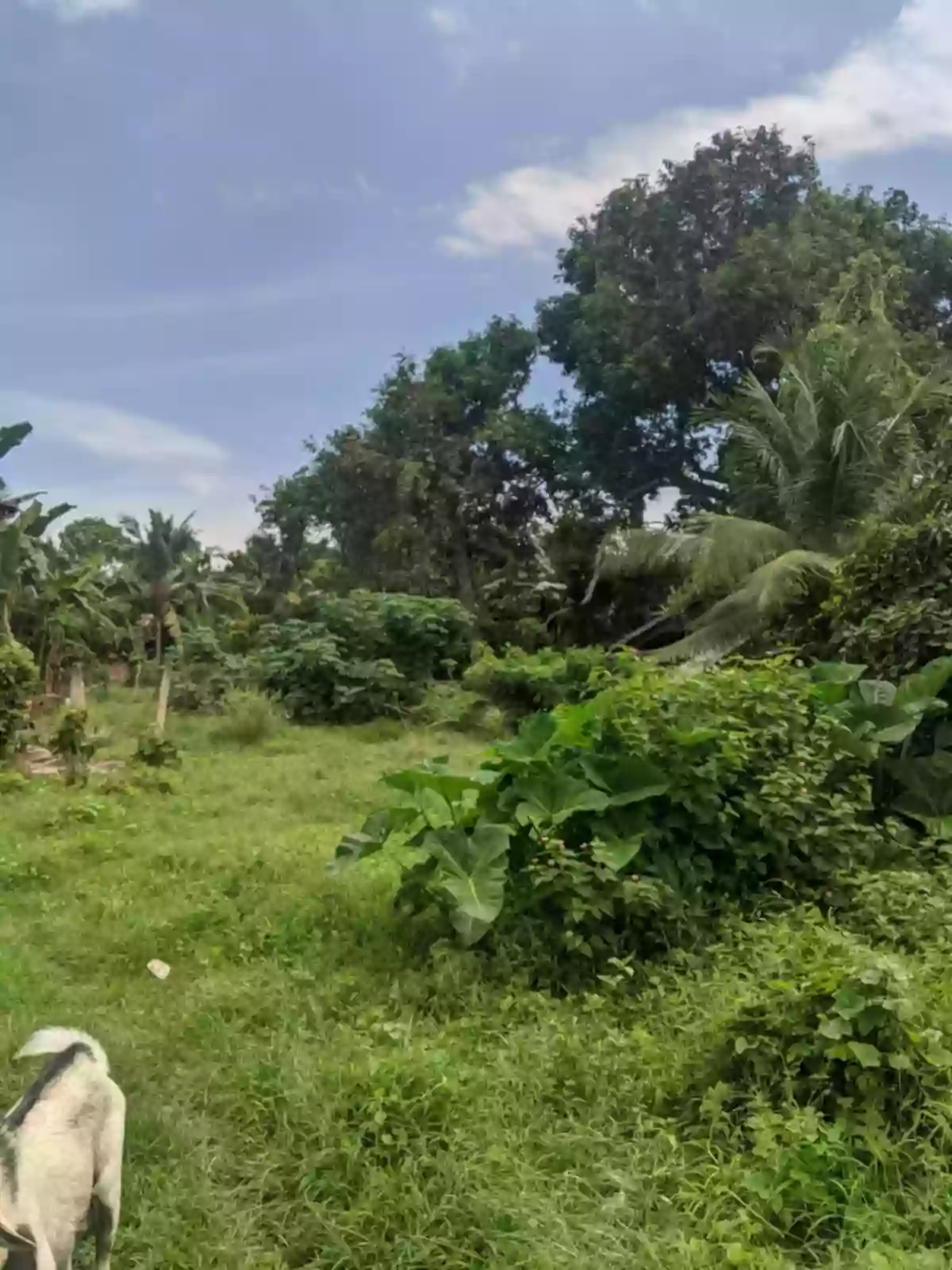 LOT FOR SALE In AMLAN, NEGROS ORIENTAL