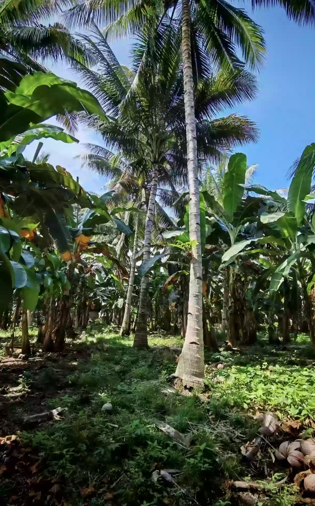 For Sale: Agricultural Lot in Mabini, Koronadal — 18000 sqm — Agricultural Lot in Mabini, Koronadal, South Cotabato — Photo 6