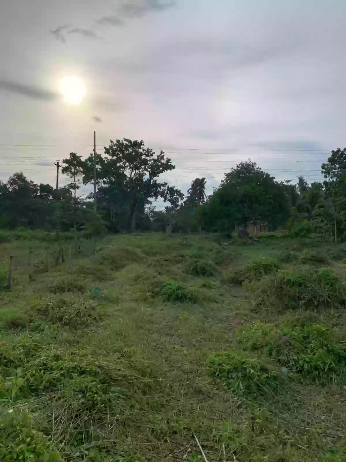 1631 sqm Residential Lot for Sale in Piña, Buenavista — Residential Lot in Piña, Buenavista, Guimaras — Photo 5