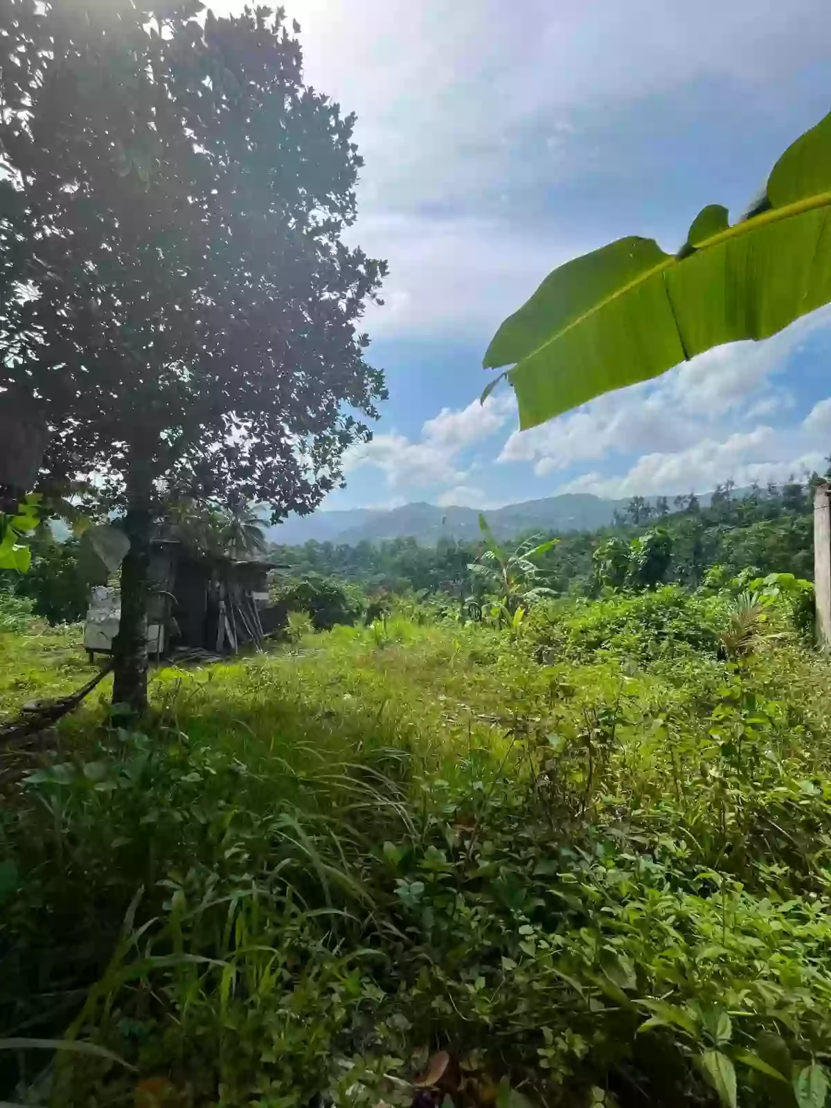 ๐ฅ FOR SALE | TITLED MOUNTAIN LOT IN CEBU CITY ๐ฅ ๐ Brgy. Bonbon, Cebu City (Accessible via Busay / Transcentral Highway) โ Agricultural Lot in Cebu City, Cebu, 6000 โ Photo 5