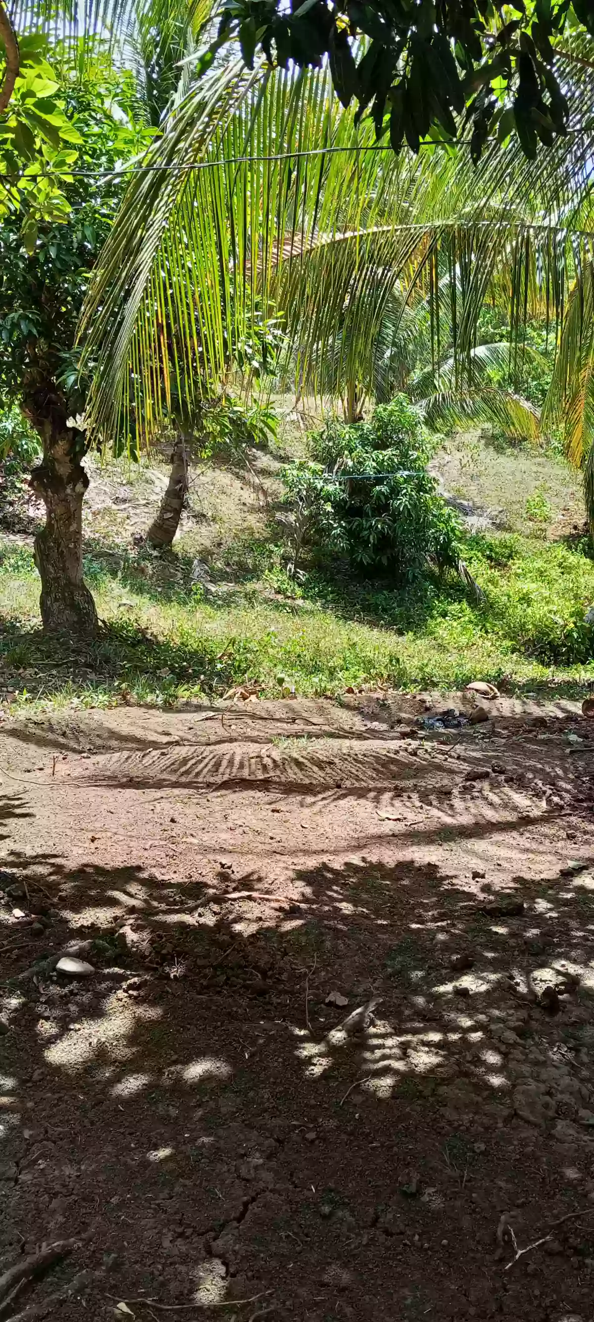 Farm lot for sale