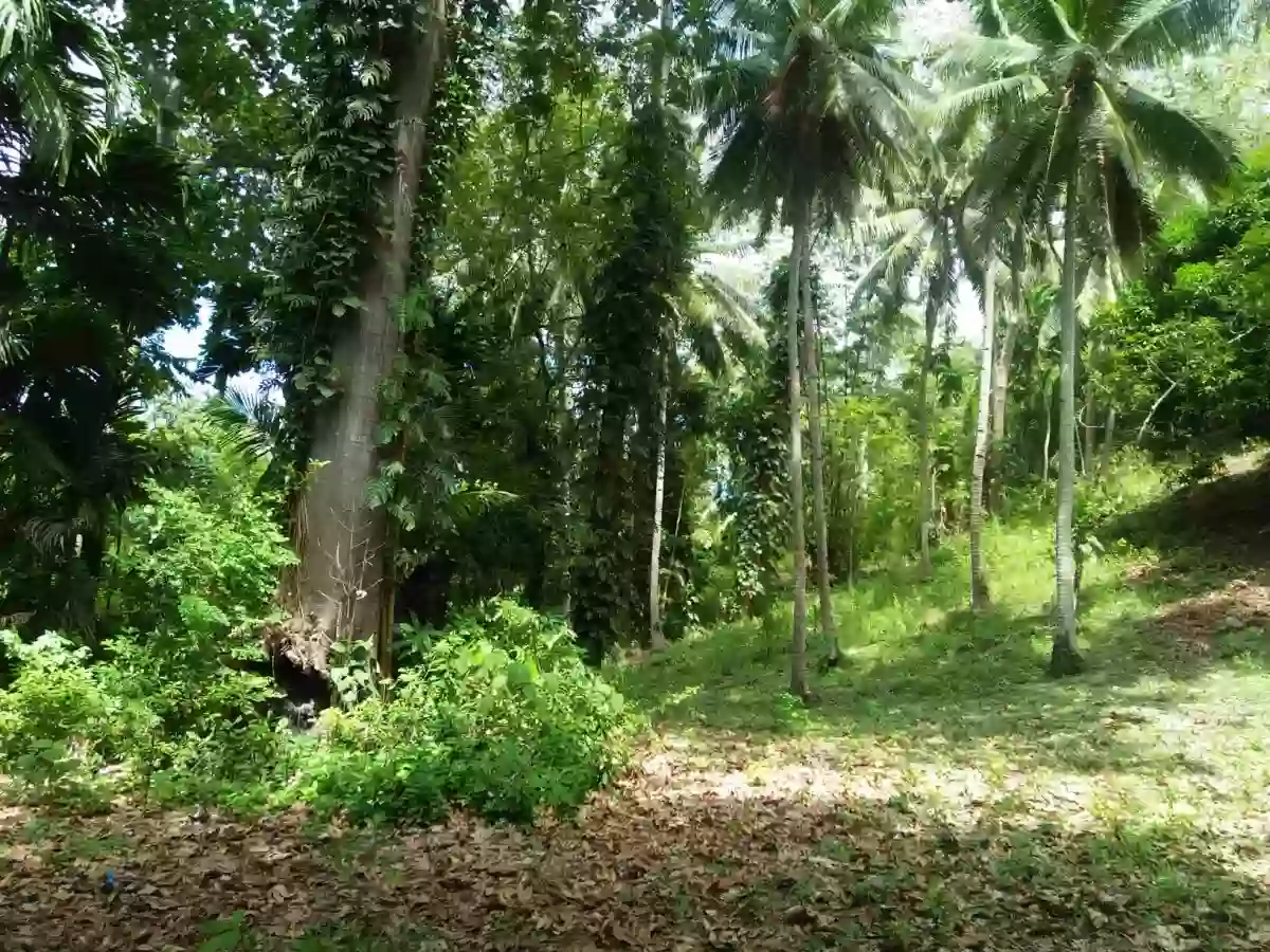For Sale: Agricultural Lot in Linangkayan, Naawan — 65393 sqm — Agricultural Lot in Naawan, Misamis Oriental, Linangkayan — Photo 4
