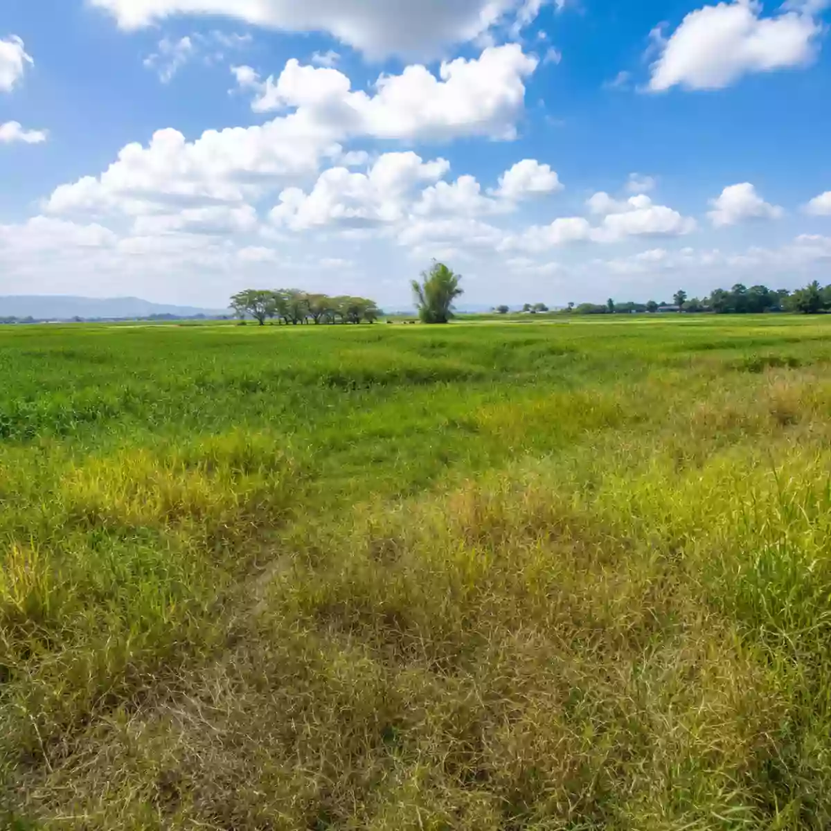 33,387 SQM Agricultural Land For Sale | Brgy. Calasag, San Ildefonso, Bulacan | Clean Title