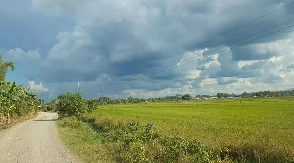For Sale: 10-hectare Rice Land in Trento, Agusan del Sur