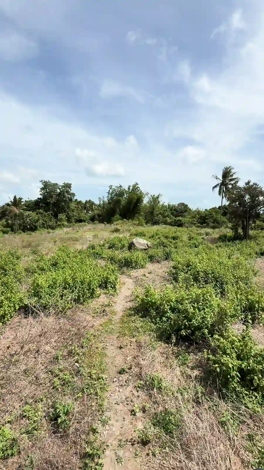 For Sale: Residential Lot in Masaplod, Dauin — 4997 sqm — Residential Lot in Dauin, Negros Oriental, 6217 — Photo 4
