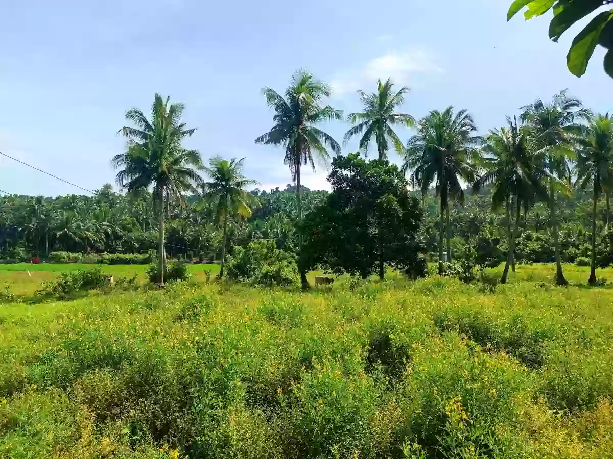 For Sale: Agricultural Lot in Inalig, Atimonan, Quezon — 5815 sqm — Agricultural Lot in Atimonan, Quezon, 4331 — Photo 2