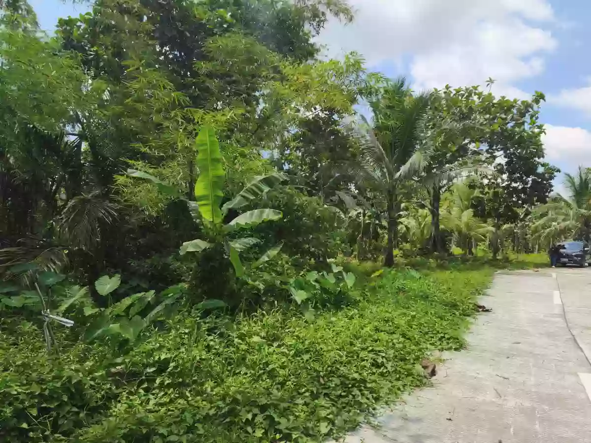 2000 sqm Agricultural Lot for Sale in Cancaraja, Pastrana — Farming Use