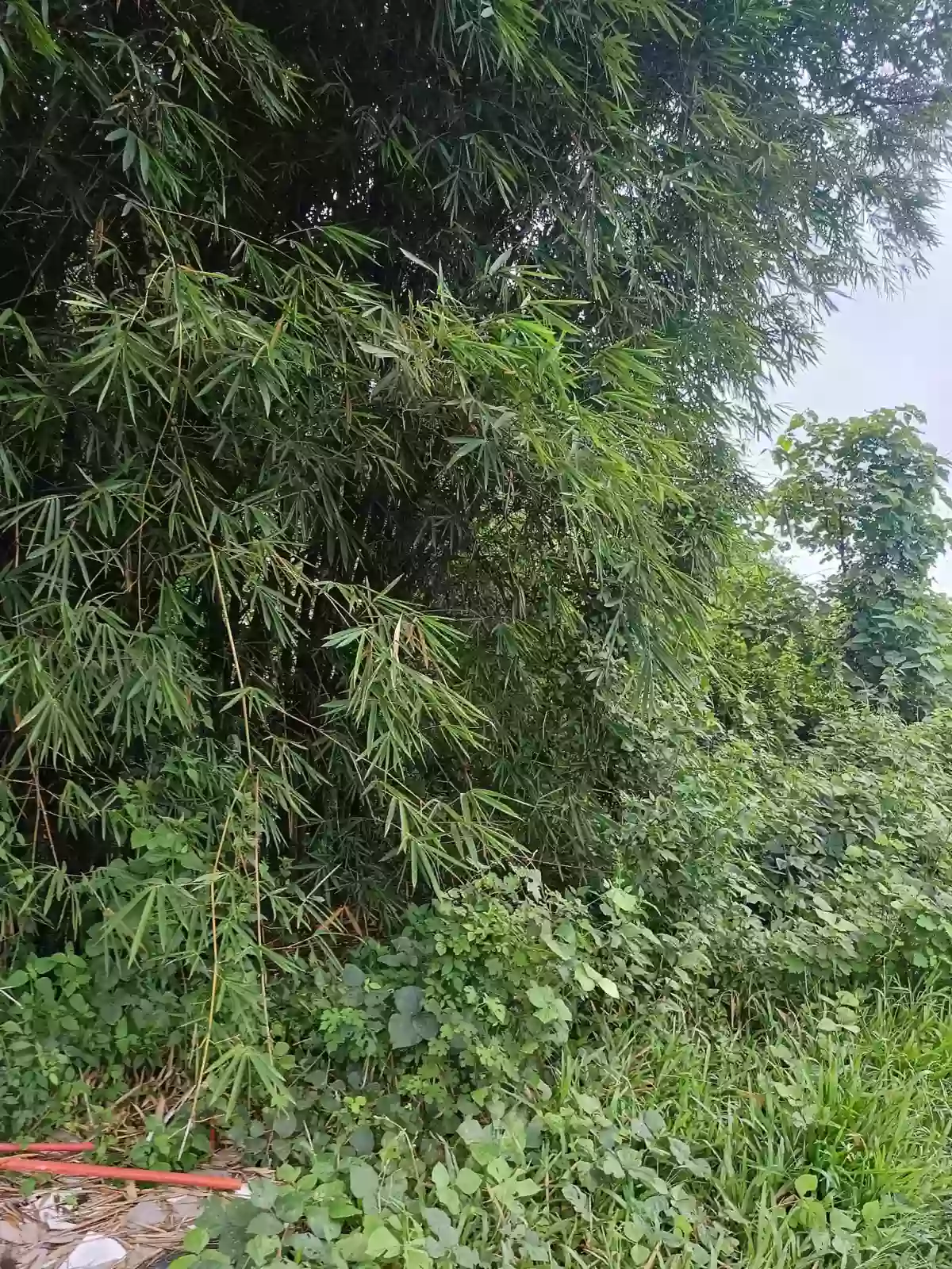 Lot For Sale - 15,399 SQM Investment Property Beside Apo Highlands Subdivision | Catalunan Grande, Davao City — Agricultural Lot in Catalunan Grande, Davao City, Davao del Sur — Photo 7
