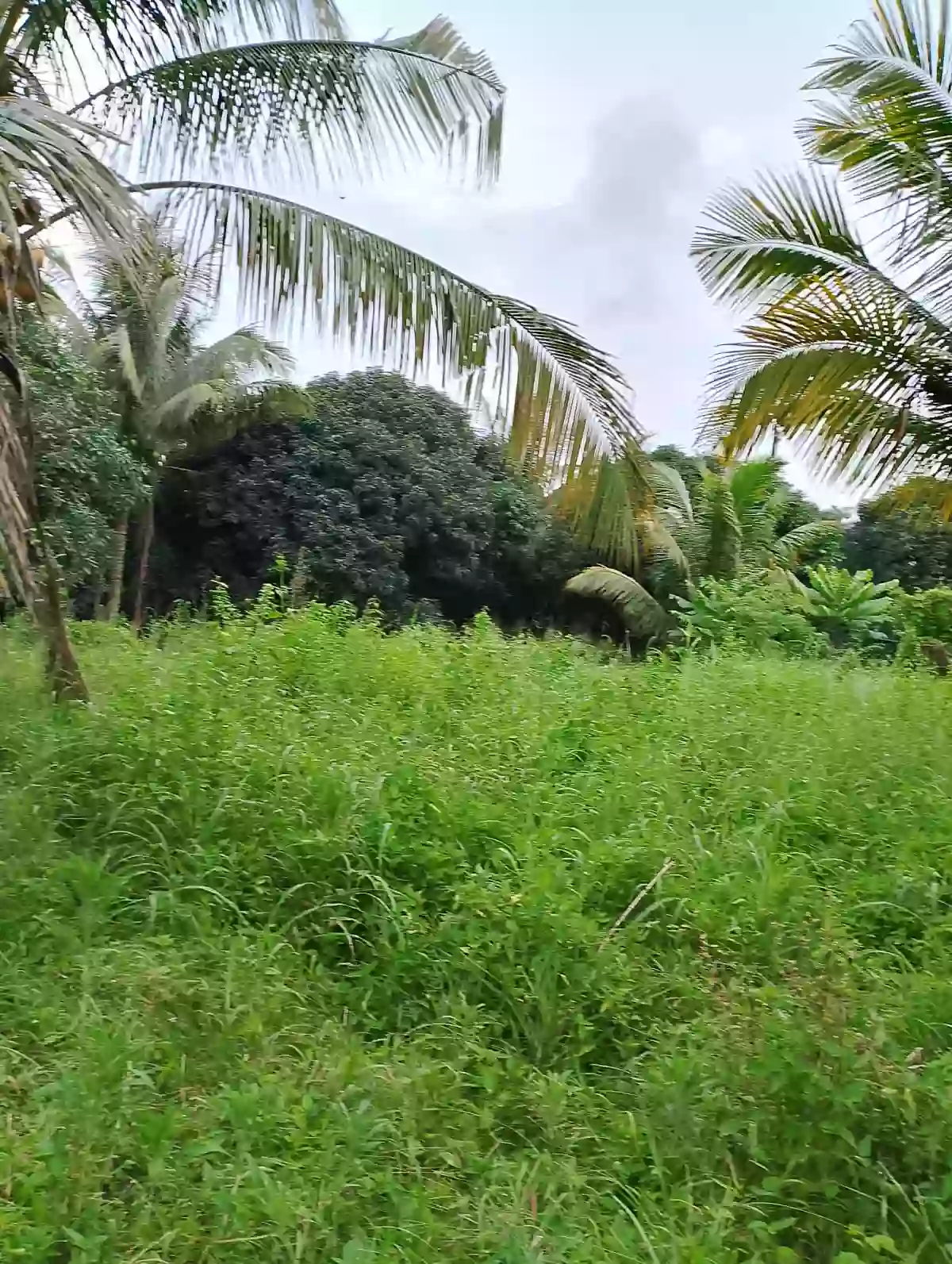 For Rent: Agricultural Lot in Upper Klinan, Polomolok — 10000 sqm — Agricultural Lot in Polomolok, South Cotabato, 9504 — Photo 6