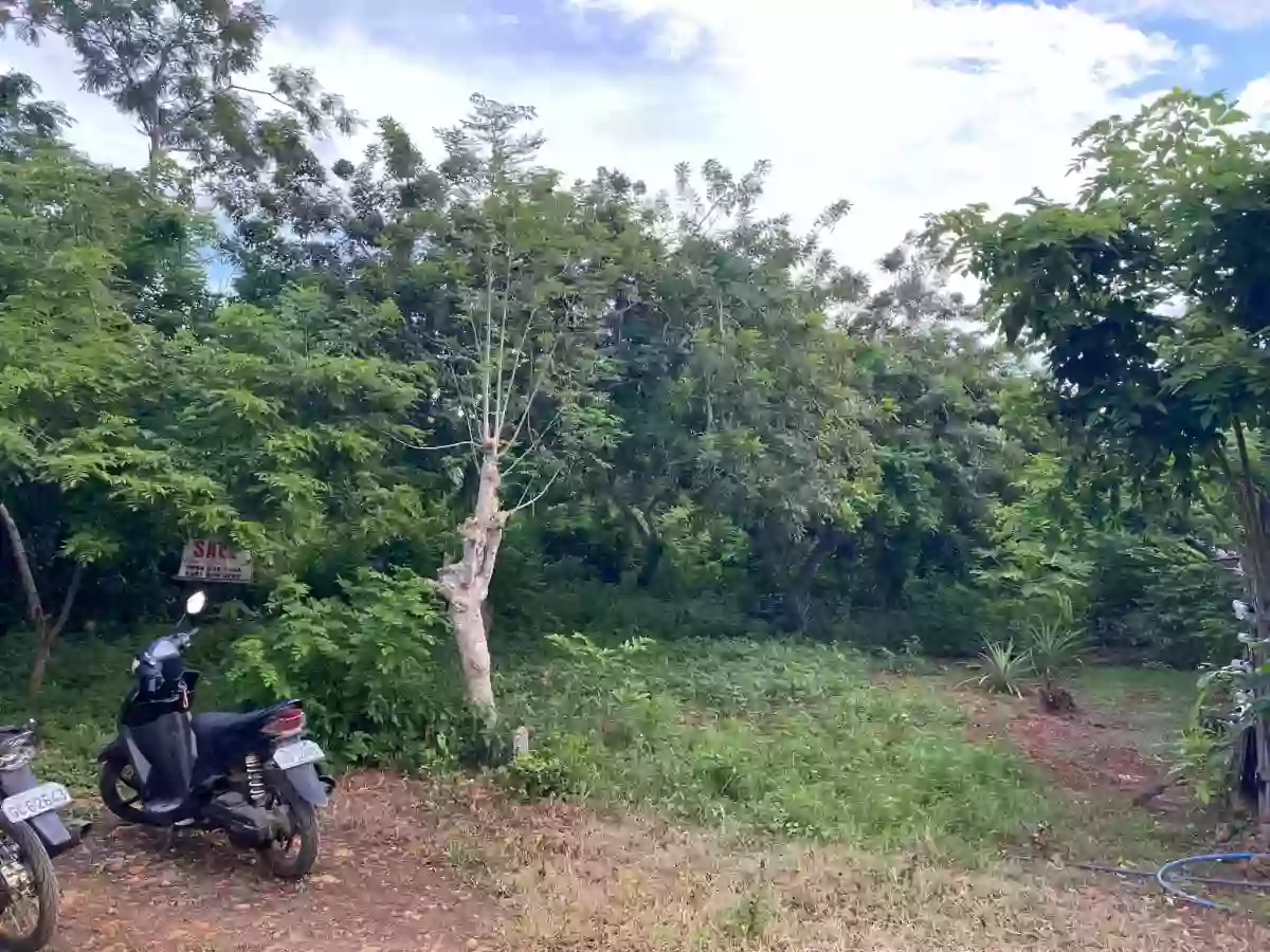 LOT ONLY  in Brgy. San Jose Puerto Princesa City Palawan — Residential Lot in Puerto Princesa City, Palawan, 5300 — Photo 4