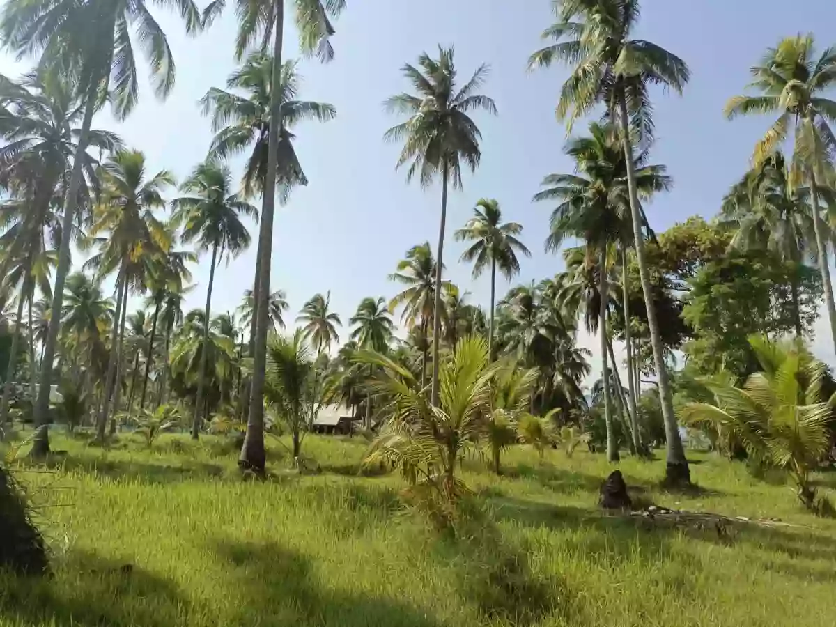Open photo 14 of 18 — For Sale: Beach Lot in Aramaywan, Quezon, Palawan — 29955 sqm