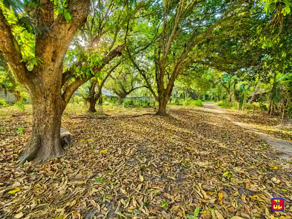 For Sale: Lots Near the Beach in Lipayo, Dauin, Negros Oriental [available] — Beach Lot in Dauin, Negros Oriental, 6217 — Photo 3