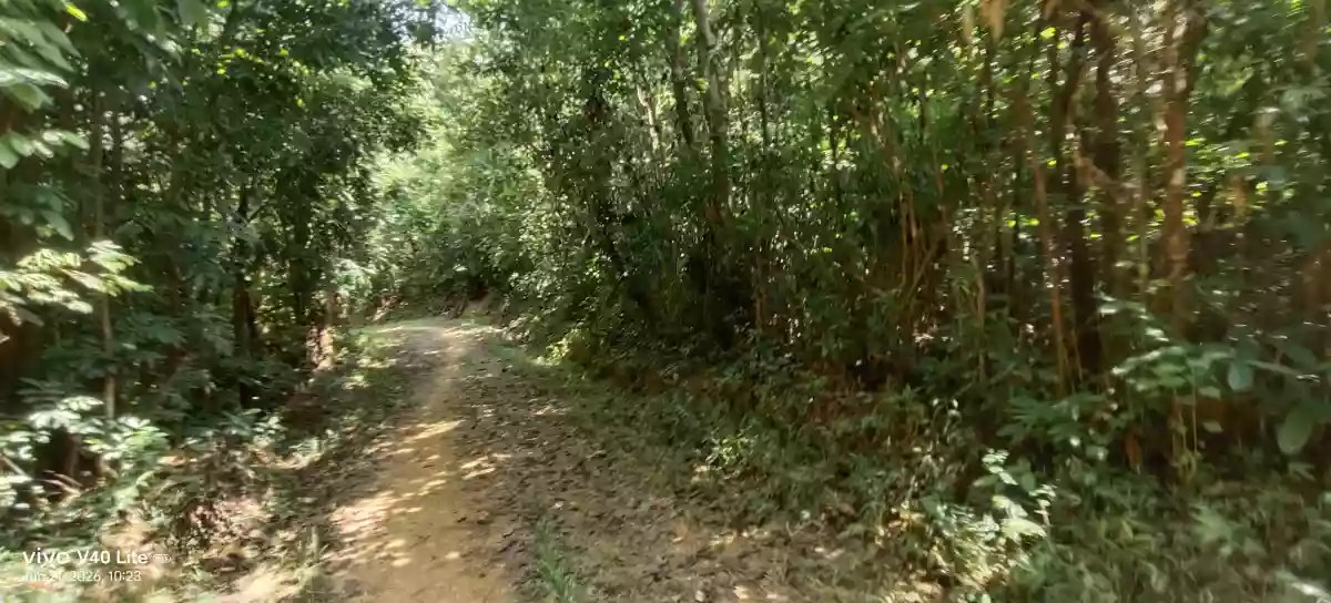 Rush Sale: 17 Hectares Agricultural Lot in New Cuyo, Roxas, Palawan