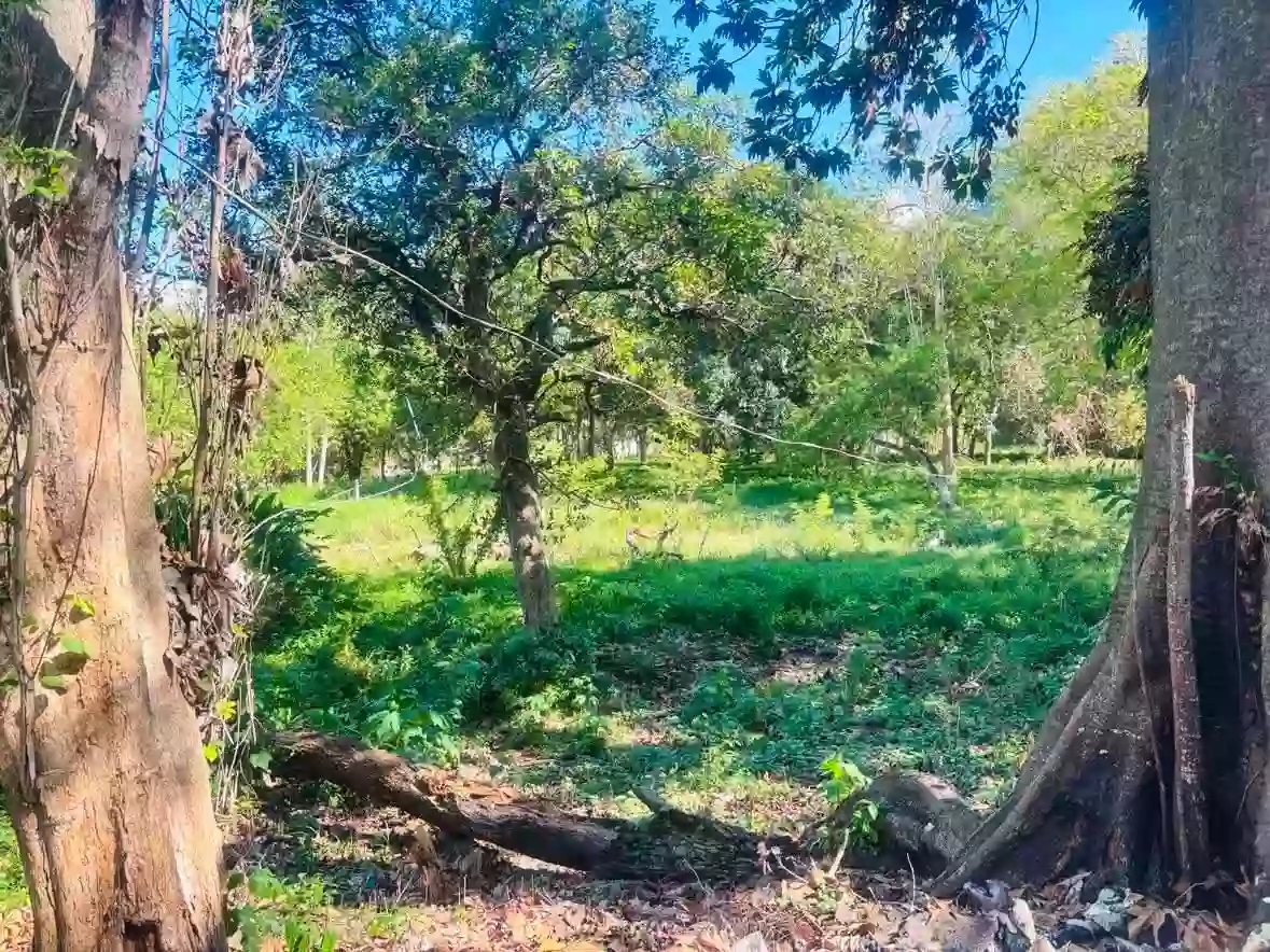 For Sale: Commercial Lot in Bulua, Cagayan de Oro City — 24245 sqm — Commercial Lot in Cagayan de Oro City, Misamis Oriental, 9000 — Photo 2