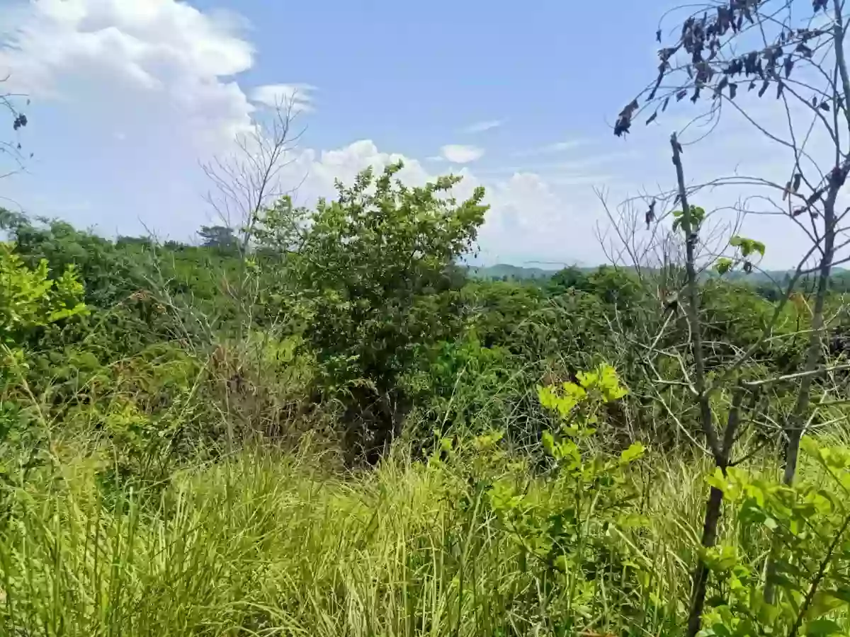 Agricultural land for sale Alegria, Alabel, Sarangani — Agricultural Lot in Alabel, Sarangani, 9501 — Photo 5